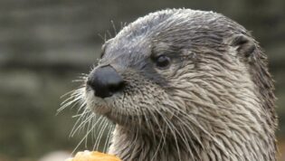 a river otter holding a plastic roast turkey toy